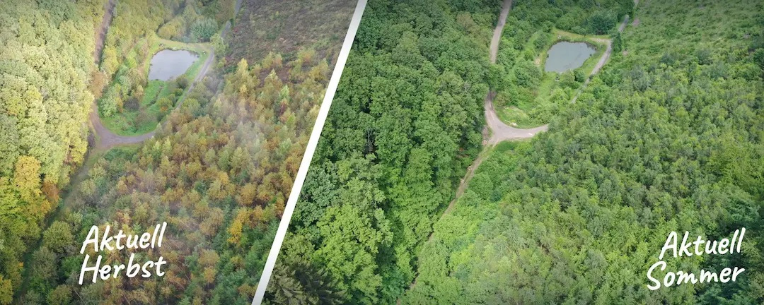 Green Zero Projekt-  Aufnahme eines Waldes von oben